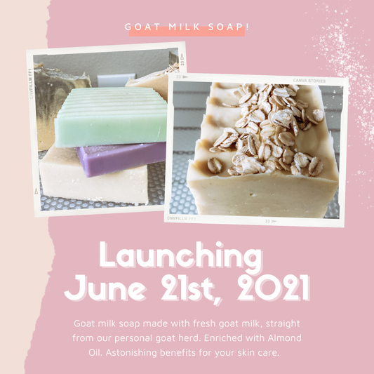 Goat Milk Soap Launch!